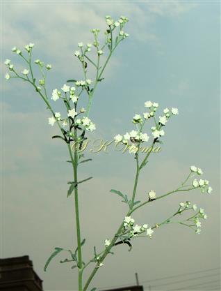  Synflorescence